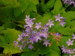2013-08-18_Regina-F-Rau_Schachen_Blumen  (109).JPG